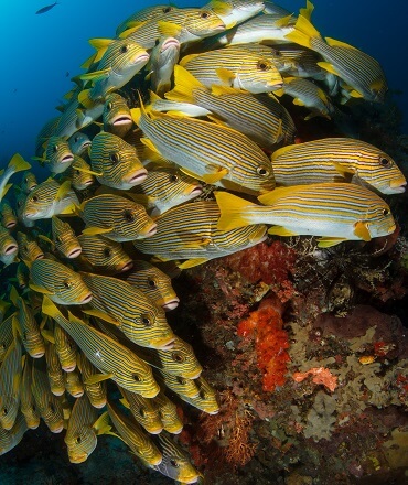 Raja Ampat Diving Resort