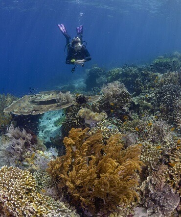 Halmahera Diving Resort