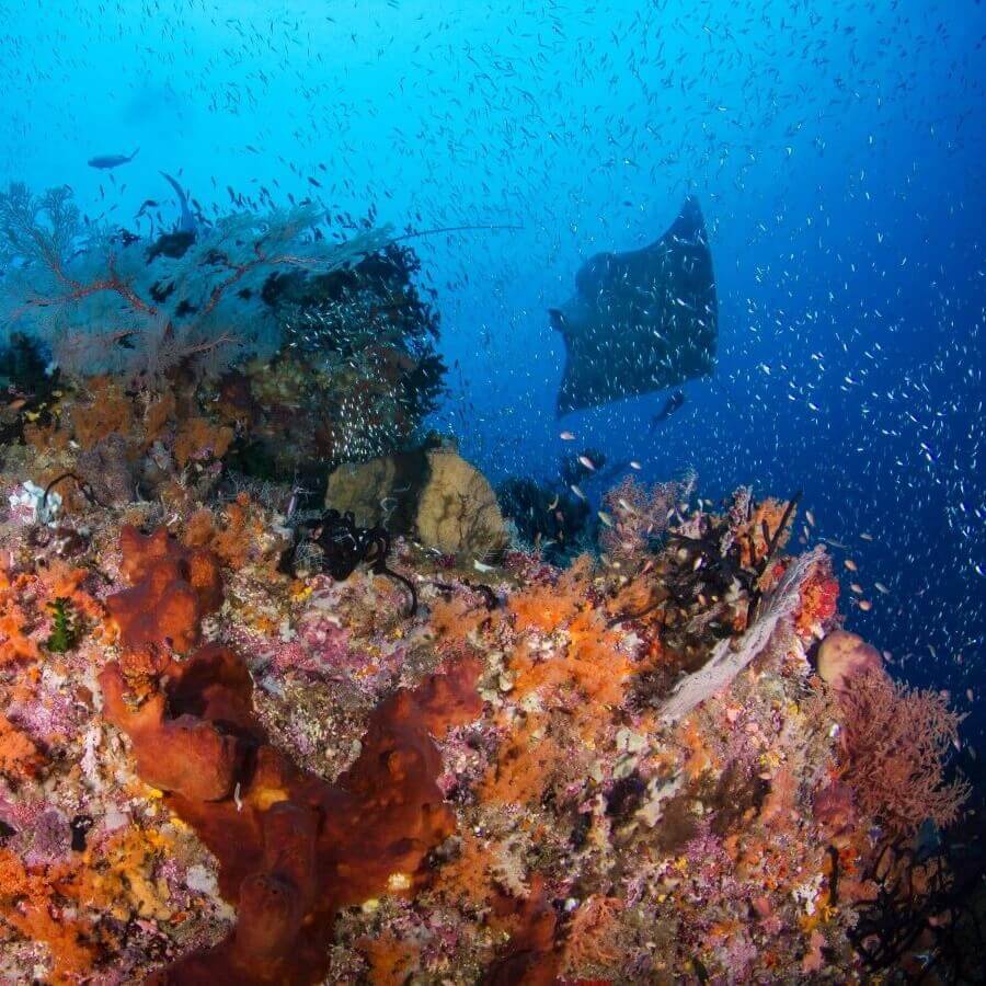 Dive Travel Holiday in Indonesia