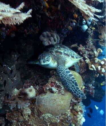 Turtle in Bunaken