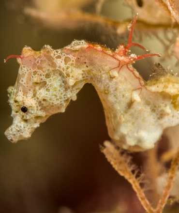 Pigmy Sea Horse lembeh