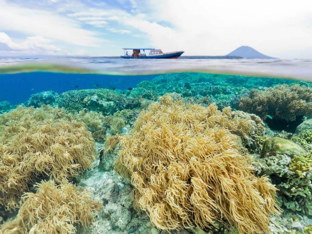 Bunaken Coral Reef