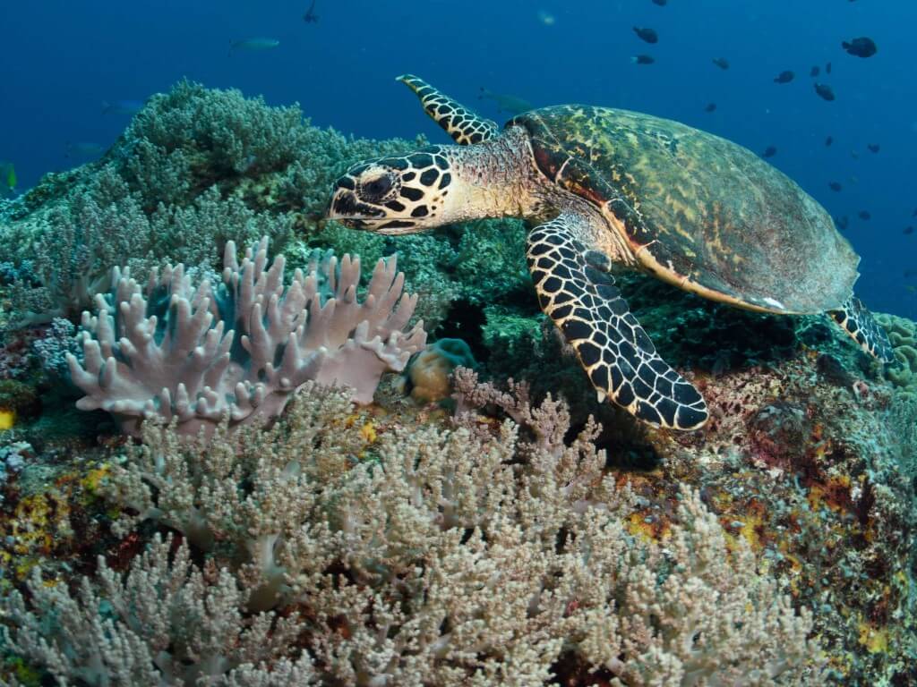 Coral Reef and Turtle in Bunaken