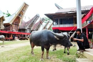 south-sulawesi-tour