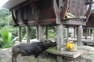 south-sulawesi-tour