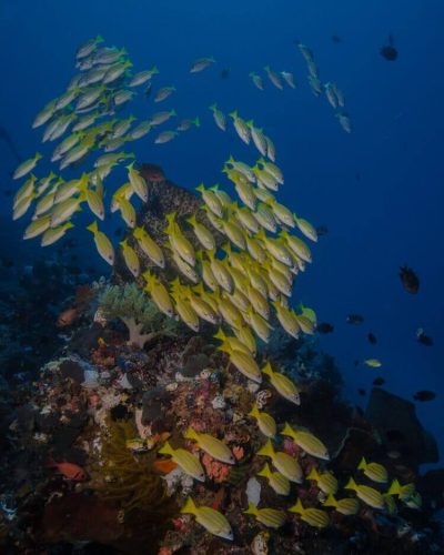 Bastianos UW 101_Barney Seier_Copyright Bastianos Dive Resorts