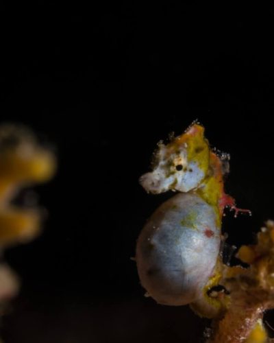 Bastianos UW 110 _Barney Seier_Copyright Bastianos Dive Resorts