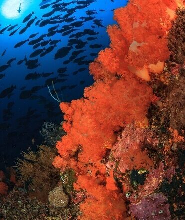 Alor Diving Holiday