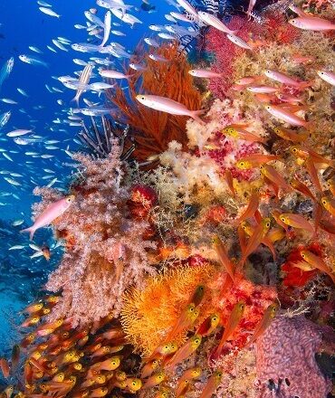 Raja Ampat SCUBA Diving Holiday