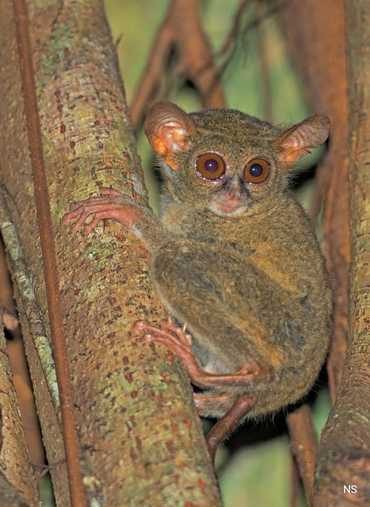 Tarsius Monkey