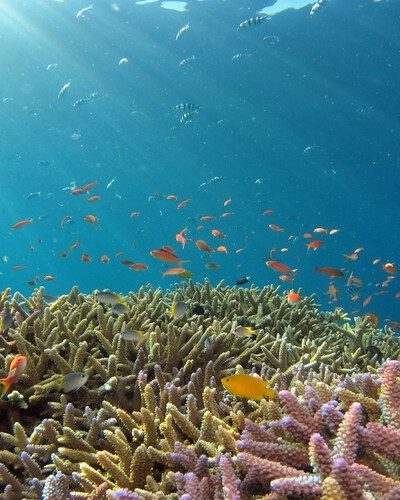 hiroko-yoshii-9y7y26C-l4Y-unsplash (1)